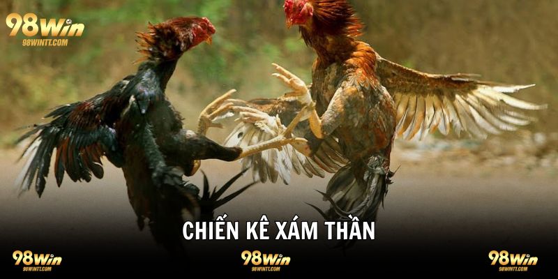 Chiến Kê Xám Thần Đỉnh Cao Bất Bại Mọi Sới Gà